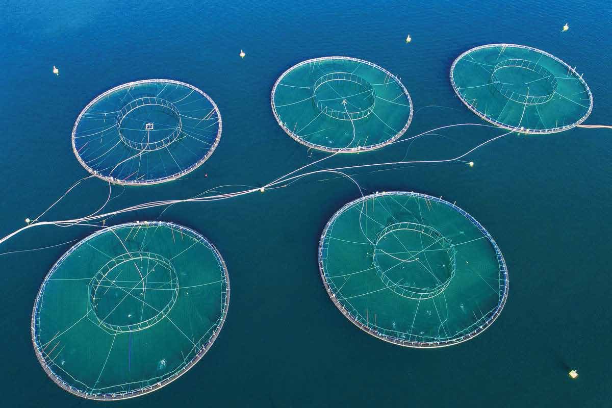 Boreas Sea Food Solutions