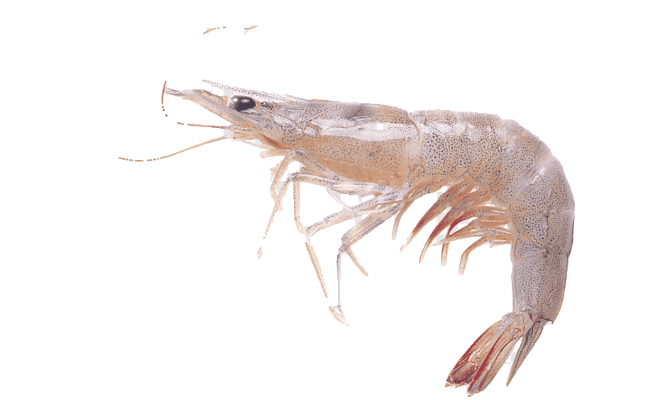 Karides
