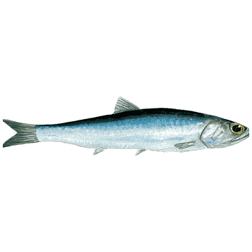 Anchovy